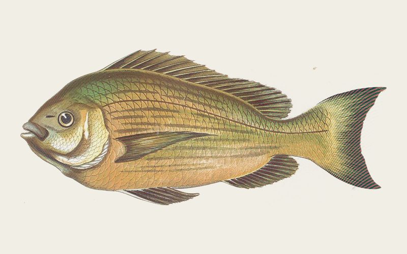 Black bream