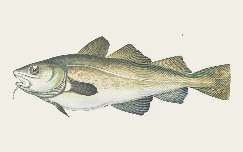 Cod and codling
