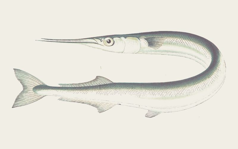Garfish