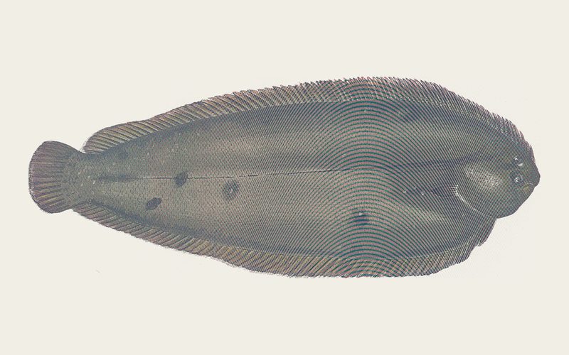 Dover sole
